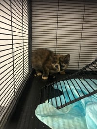 Kittens, kittens, kittens! - Photo 3