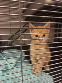Kittens, kittens, kittens! - Photo 2
