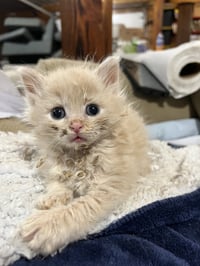 Kittens, kittens, kittens! - Photo 5