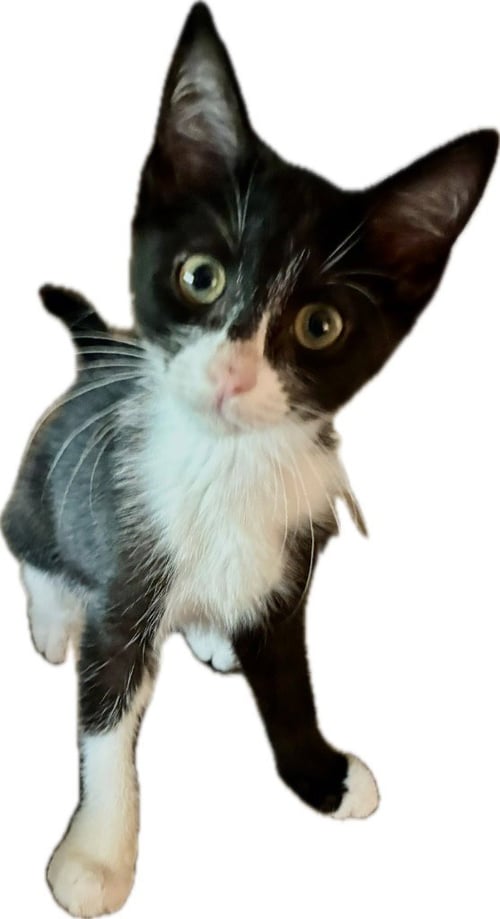 LUKE - Domestic Short Hair available for adoption