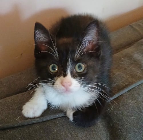LUKE - Domestic Short Hair available for adoption