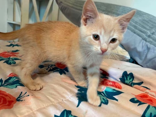 REDBUD - Domestic Short Hair available for adoption