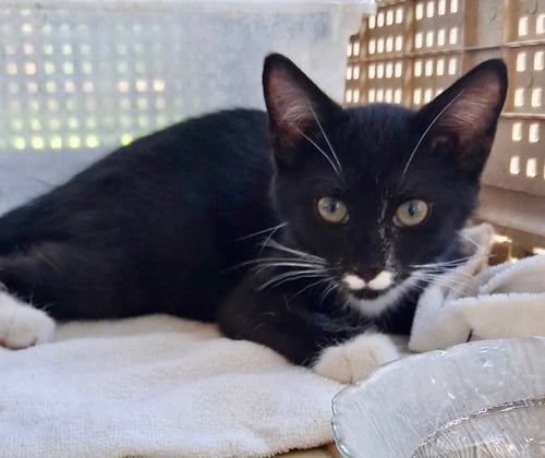BOOP (WITH STACH) - Domestic Short Hair available for adoption