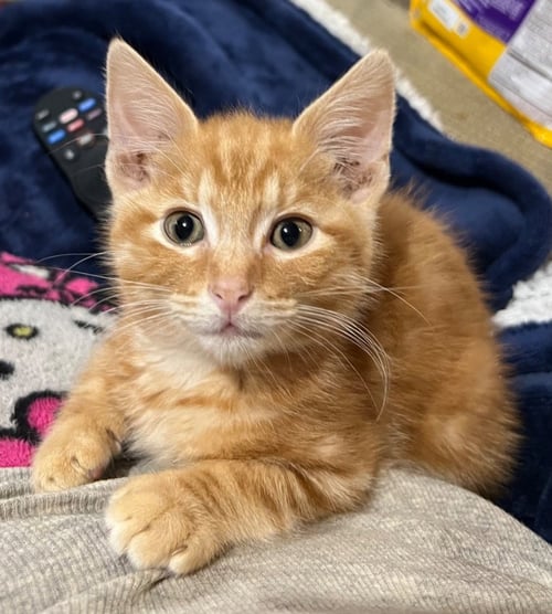 REDWOOD - Bobtail / Domestic Short Hair for adoption in Bowling Green
