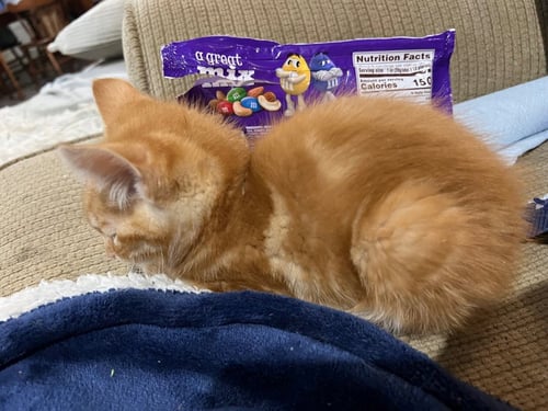 REDWOOD - Bobtail / Domestic Short Hair available for adoption