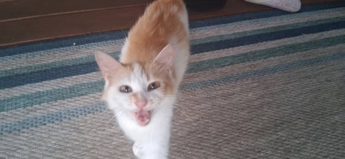 AMBER - Domestic Short Hair available for adoption