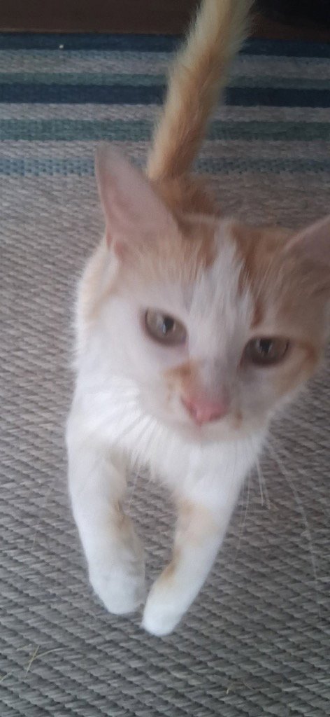 AMBER - Domestic Short Hair available for adoption