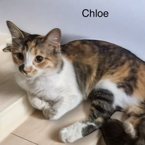 CHLOE - Domestic Short Hair available for adoption