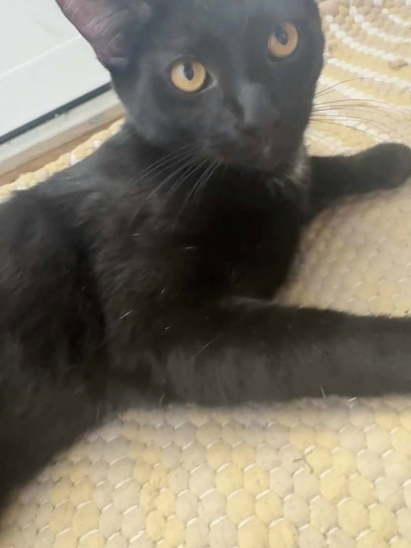 Frankie Image