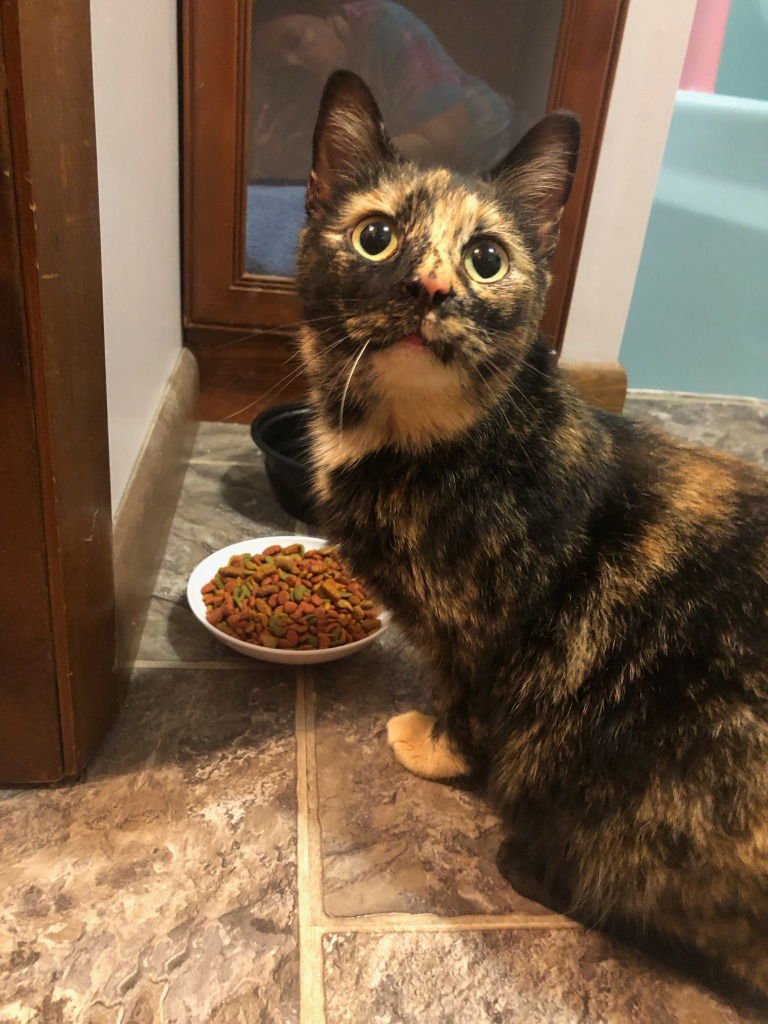 CONFETTI - Domestic Short Hair available for adoption