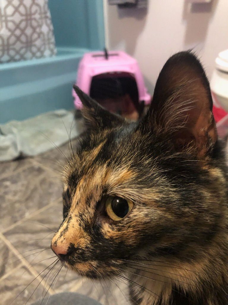 CONFETTI - Domestic Short Hair available for adoption