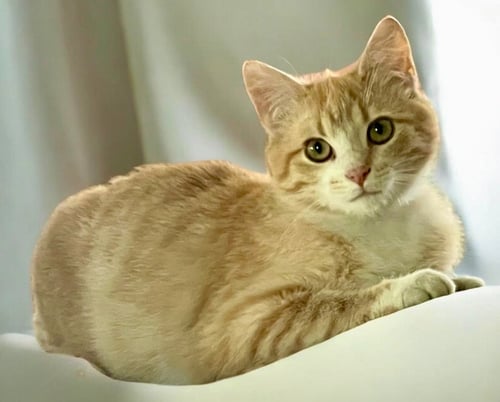 CIDER - Domestic Short Hair available for adoption