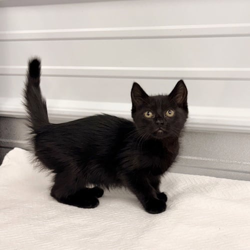 MISS DIET COKE (SARAH) - Domestic Short Hair available for adoption