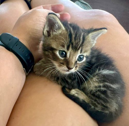 SNICKERS - Domestic Short Hair available for adoption