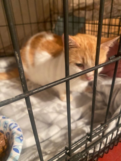 ROADIE - Domestic Short Hair available for adoption