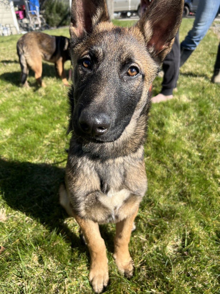 TOM LOCATED IN CA - Belgian Shepherd Malinois / German Shepherd Dog available for adoption