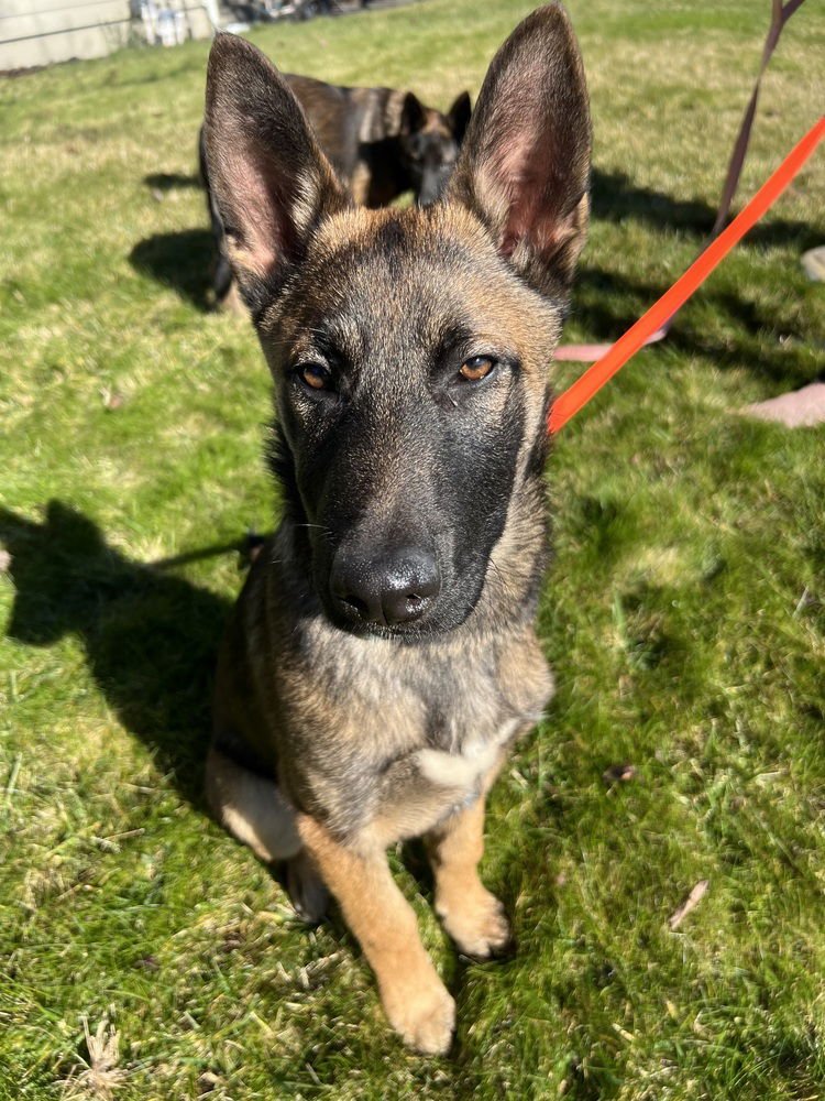 TOM LOCATED IN CA - Belgian Shepherd Malinois / German Shepherd Dog available for adoption