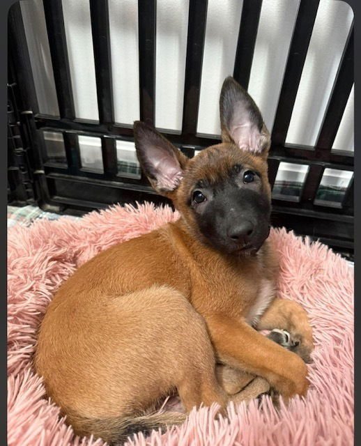 KIT - A LEAGUE OF THEIR OWN LITTER - LOCATED IN KS - Belgian Shepherd Malinois available for adoption