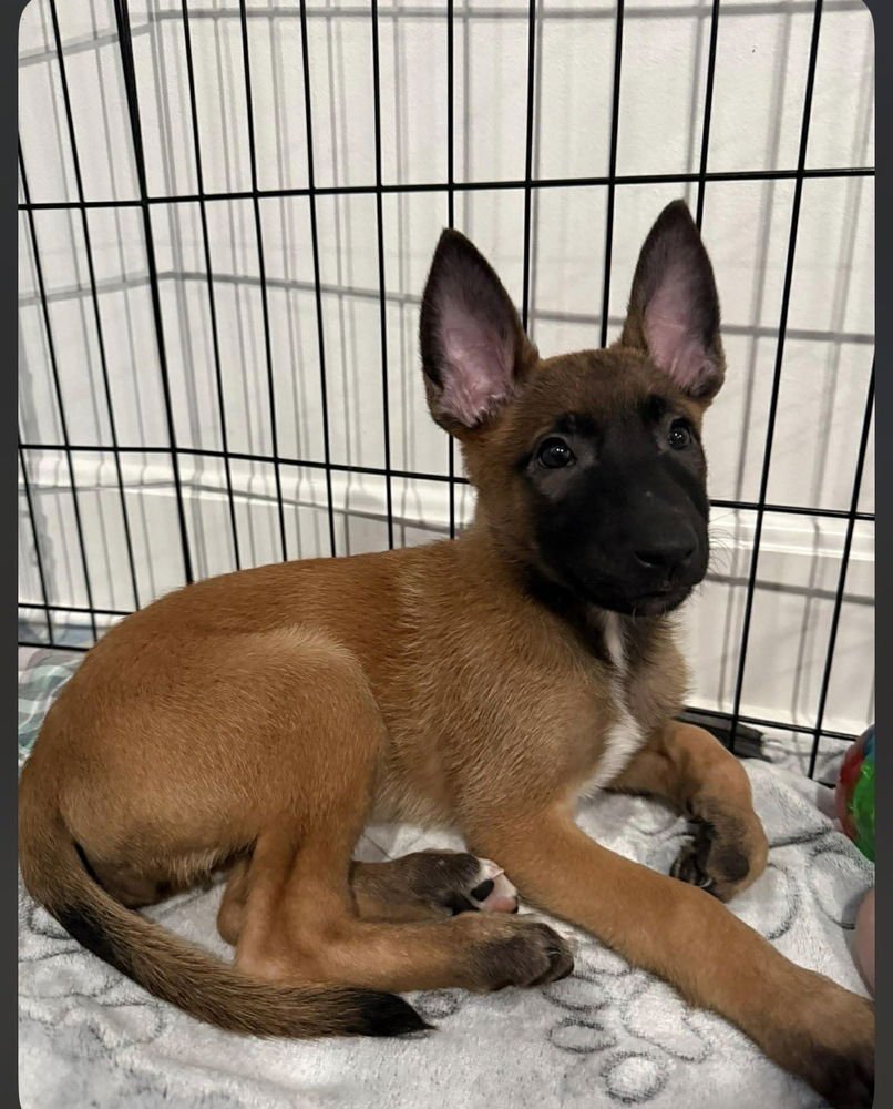 KIT - A LEAGUE OF THEIR OWN LITTER - LOCATED IN KS - Belgian Shepherd Malinois available for adoption