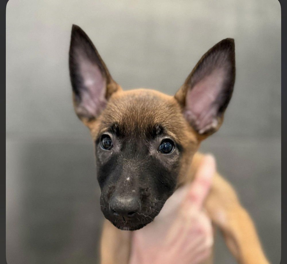 Kit - A League of Their Own Litter - Located in KS - Photo 3