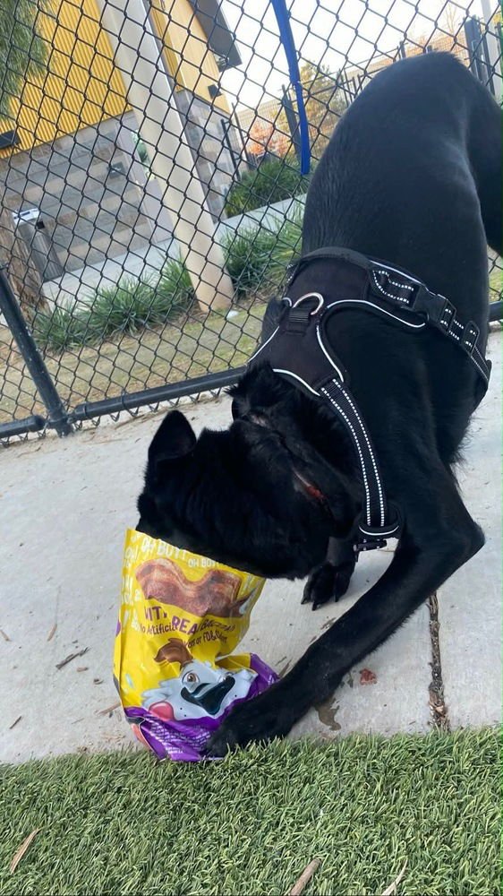 DAHLIA FKA MINNIE - Dutch Shepherd / Belgian Shepherd Malinois available for adoption