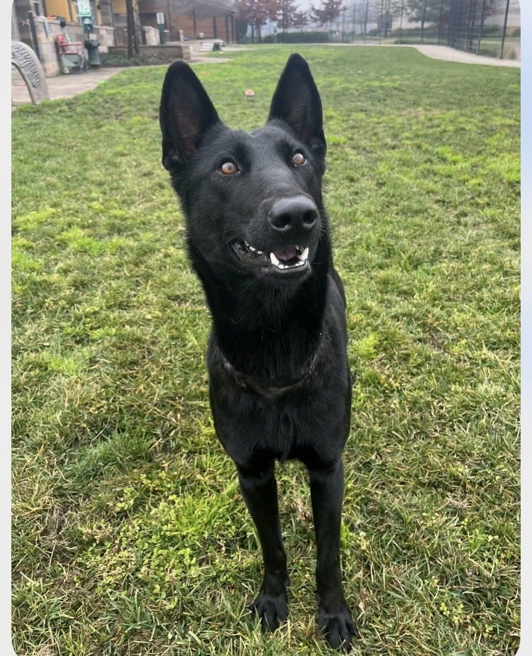 Dahlia FKA Minnie - Photo 3