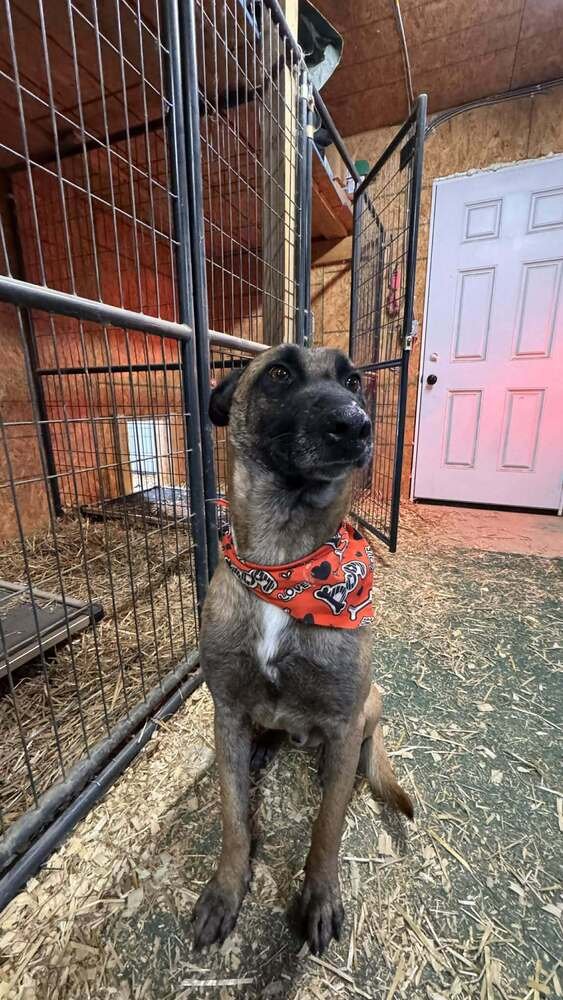 DIESEL - LOCATED IN TEXAS - Belgian Shepherd Malinois available for adoption