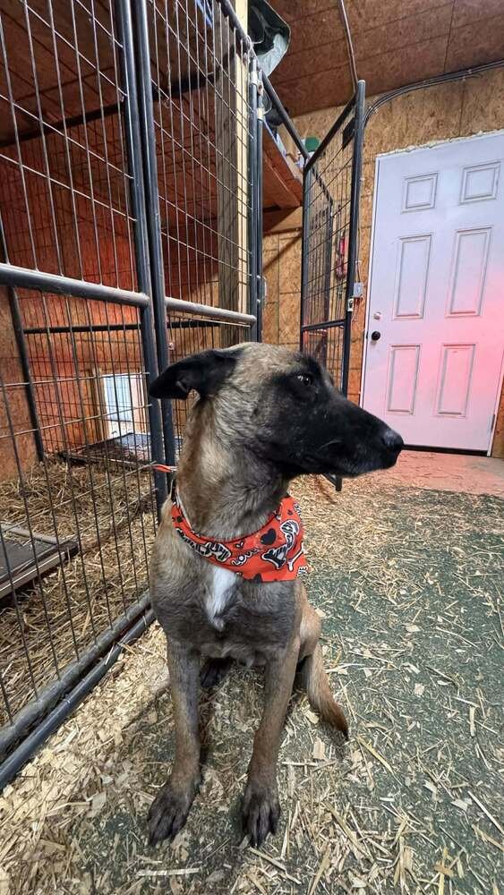 DIESEL - LOCATED IN TEXAS - Belgian Shepherd Malinois available for adoption