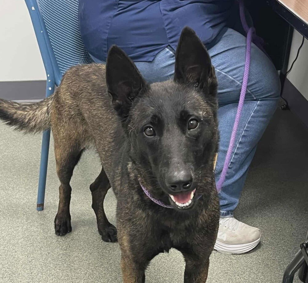ANYA - LOCATED IN IN - Belgian Shepherd Malinois available for adoption