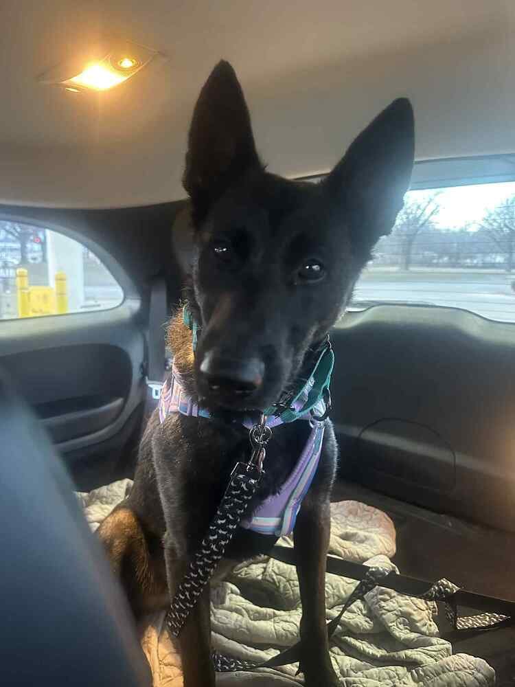 ANYA - LOCATED IN IN - Belgian Shepherd Malinois available for adoption