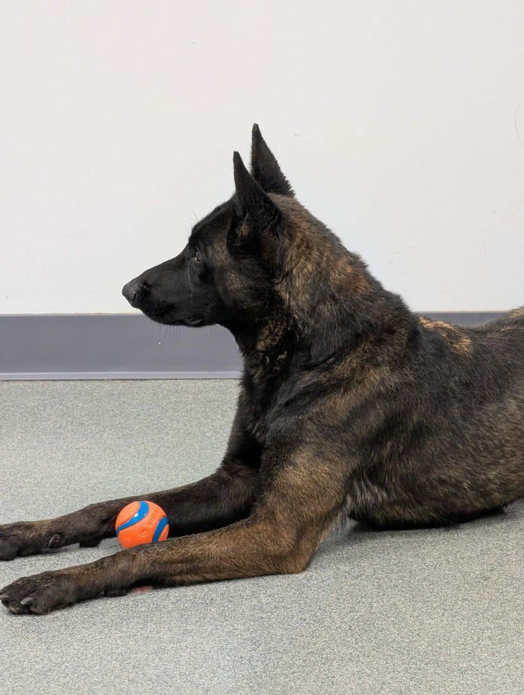 Anya - Located in IN - Photo 3