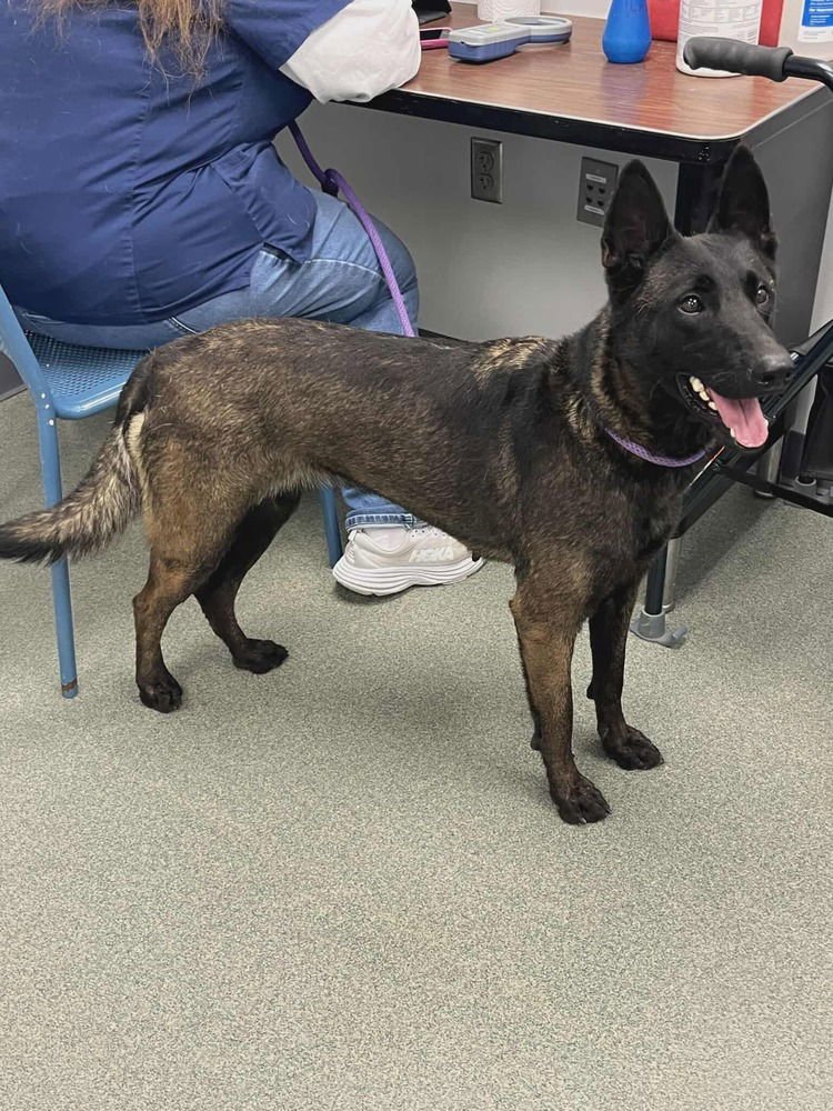 Anya - Located in IN - Photo 4