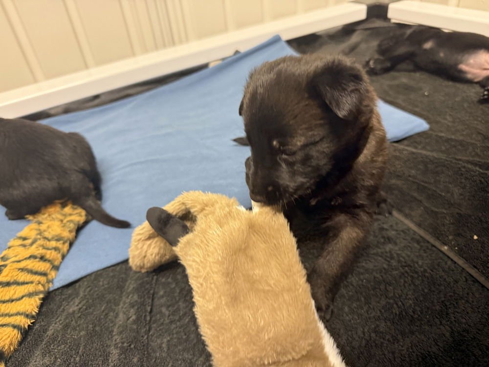 LAKELAND LOOKERS - KNOX - LOCATED IN FL - Belgian Shepherd Malinois available for adoption