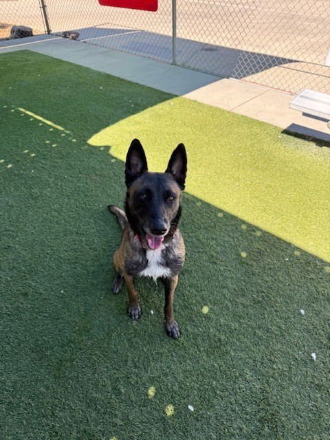 ARYA - LOCATED IN WA - Belgian Shepherd Malinois available for adoption