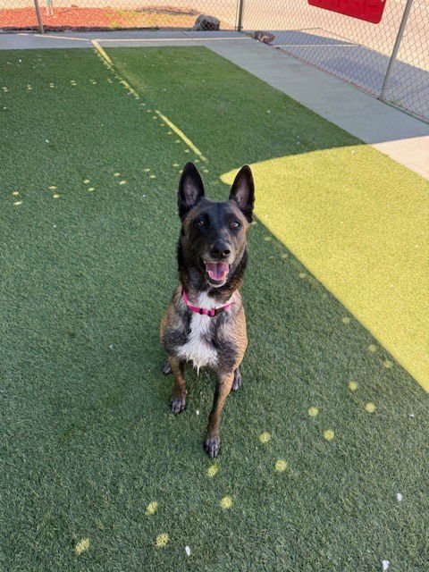 ARYA - LOCATED IN WA - Belgian Shepherd Malinois available for adoption