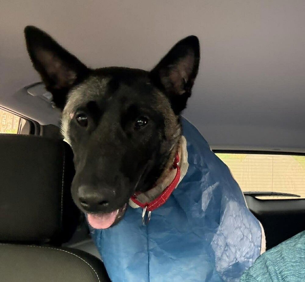 BEAU - LOCATED IN MI - Belgian Shepherd Malinois / German Shepherd Dog available for adoption