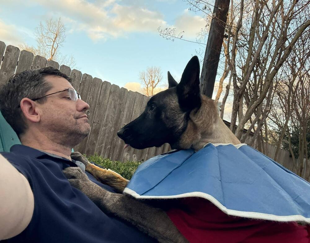 BEAU - LOCATED IN MI - Belgian Shepherd Malinois / German Shepherd Dog available for adoption