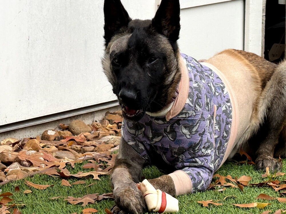 Beau - Located in MI - Photo 3