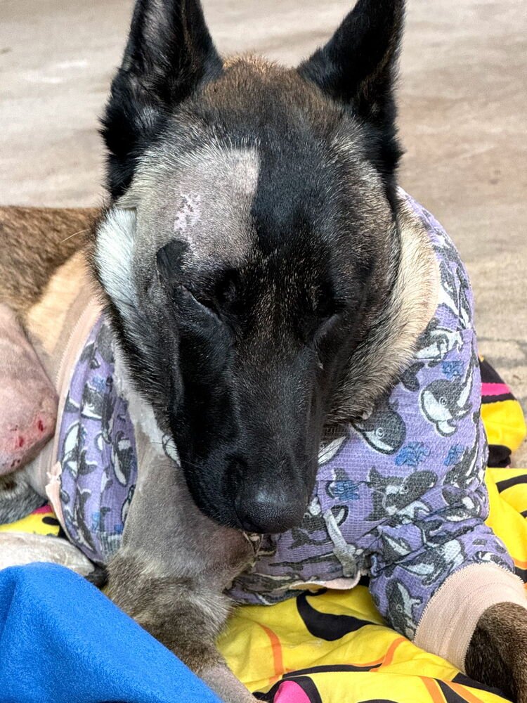 Beau - Located in MI - Photo 4