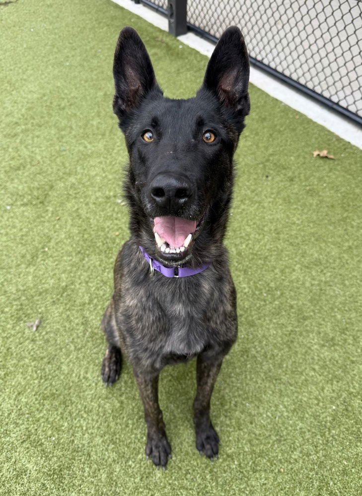 JEAN PIERRE - LOCATED IN TEXAS - Dutch Shepherd available for adoption