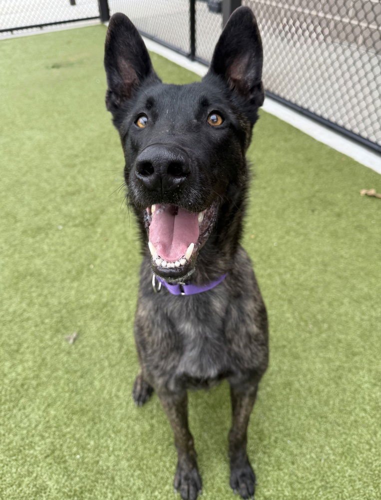 JEAN PIERRE - LOCATED IN TEXAS - Dutch Shepherd available for adoption