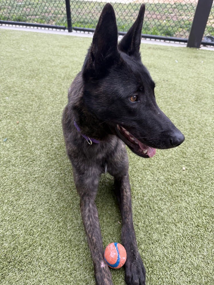 Jean Pierre - Located in Texas - Photo 3