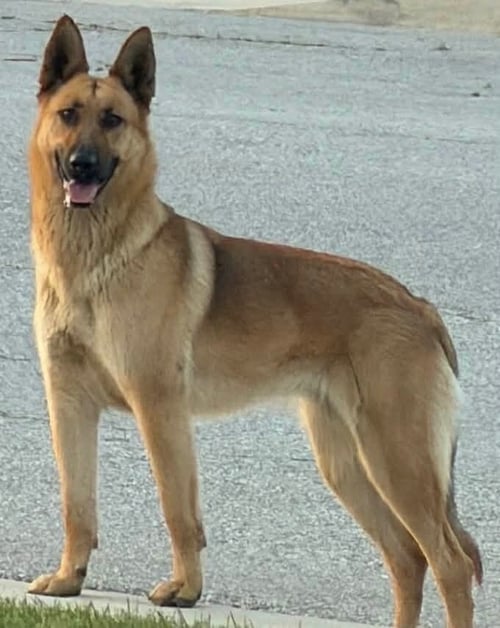 MAXXI - LOCATED IN CA - Belgian Shepherd Malinois / German Shepherd Dog available for adoption