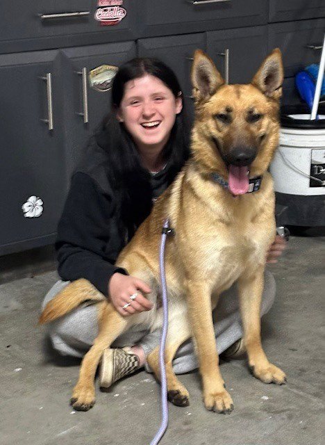 MAXXI - LOCATED IN CA - Belgian Shepherd Malinois / German Shepherd Dog available for adoption