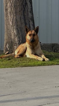 Maxxi - located in CA - Photo 3