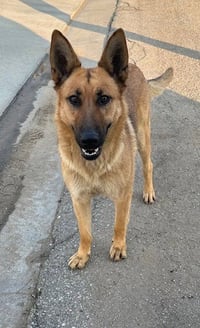 Maxxi - located in CA - Photo 4