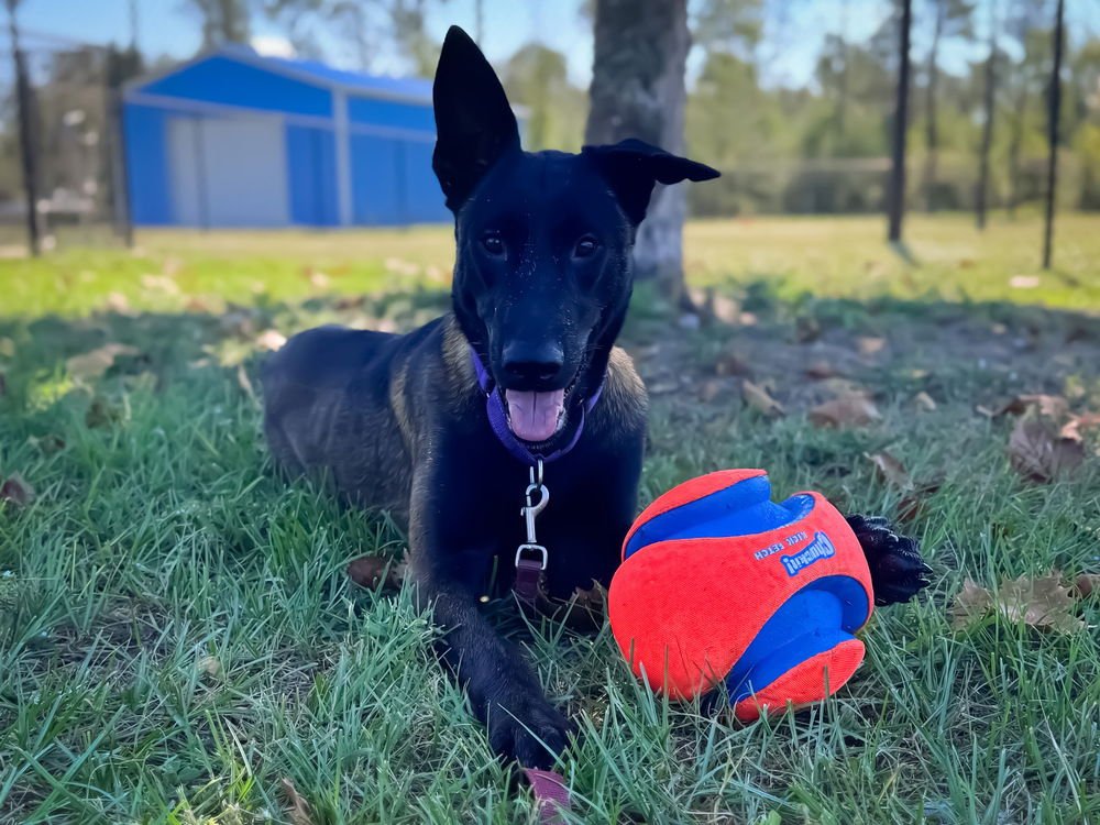 SCOUT - LOCATED IN FLORIDA - Belgian Shepherd Malinois available for adoption