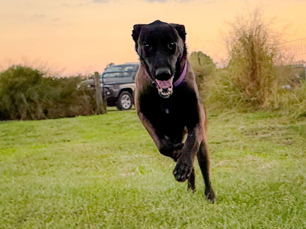 SCOUT - LOCATED IN FLORIDA - Belgian Shepherd Malinois available for adoption
