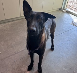 Scout - Located in Florida - Photo 3