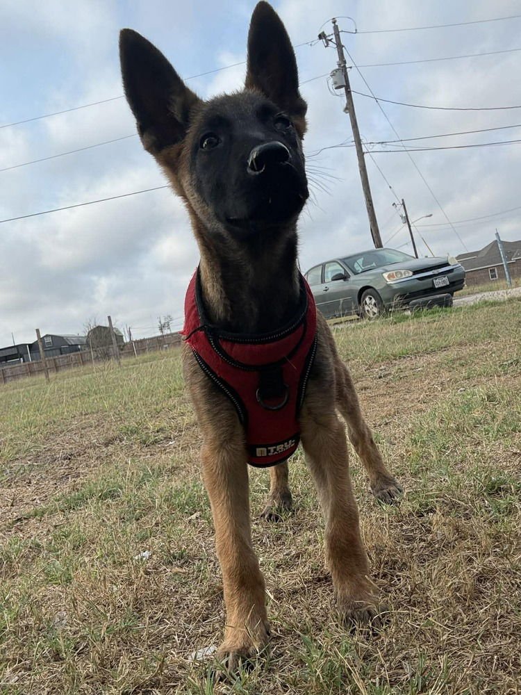 SHASHA LOCATED IN TEXAS - Belgian Shepherd Malinois available for adoption
